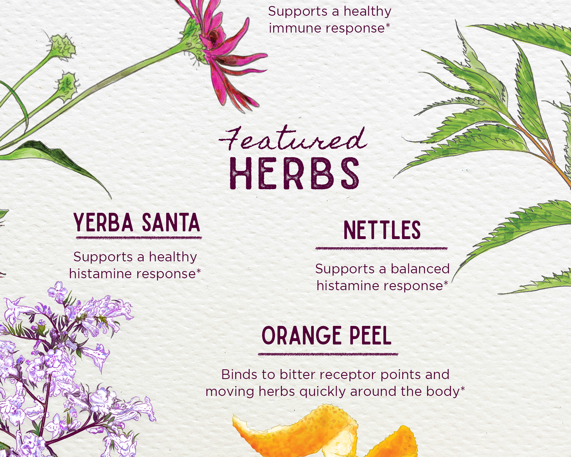 Watercolor-style illustration of echinacea, yerba santa, nettles, and orange peel showcases the allergy and sinus support benefits of Kick-Ass Allergy & Sinus, Soother for non-drowsy sinus relief.