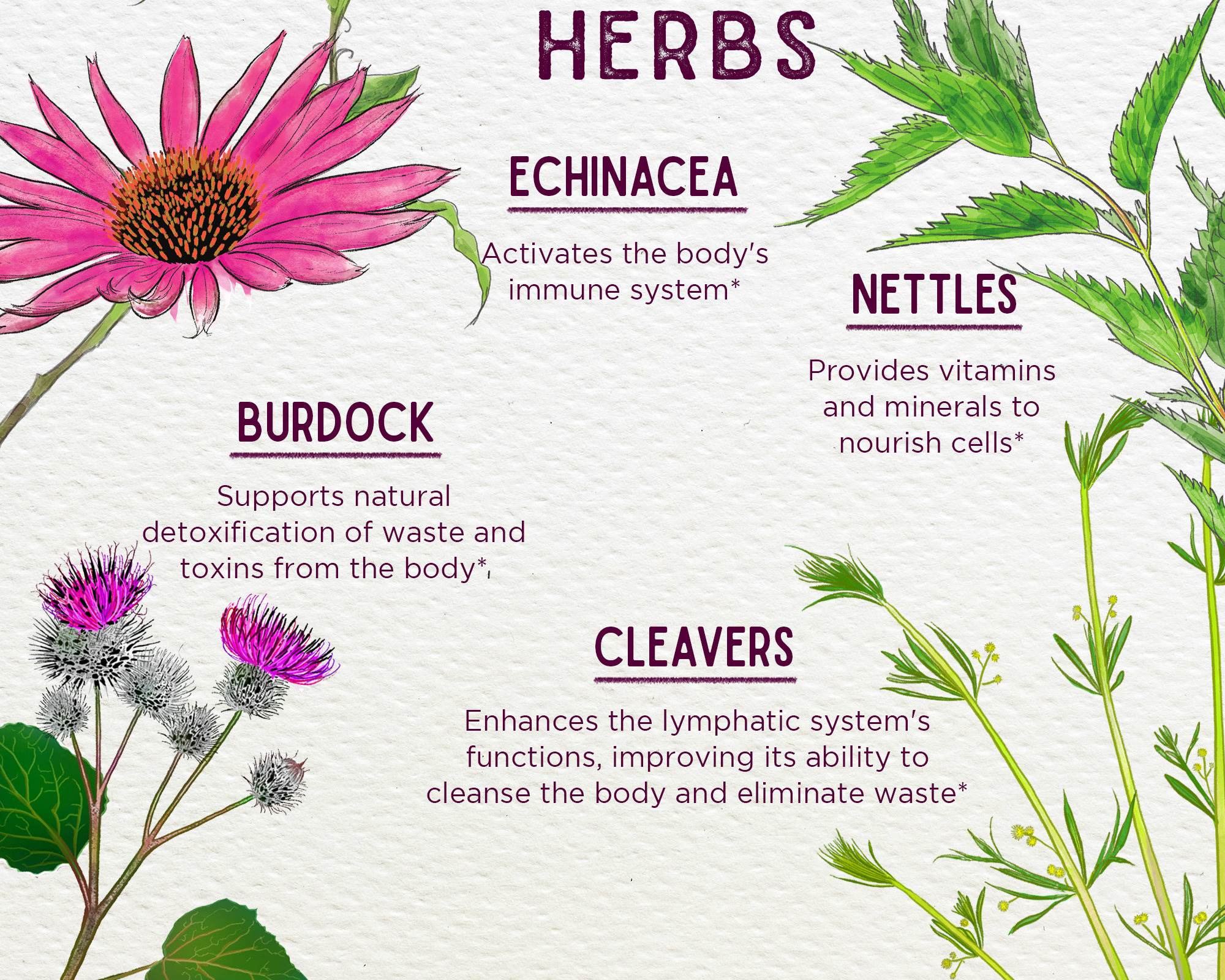 An illustrated chart titled Featured Herbs displays echinacea, nettles, burdock, and cleavers—key ingredients in Daily Immune Builder—with their potential health benefits described and an FDA disclaimer provided.