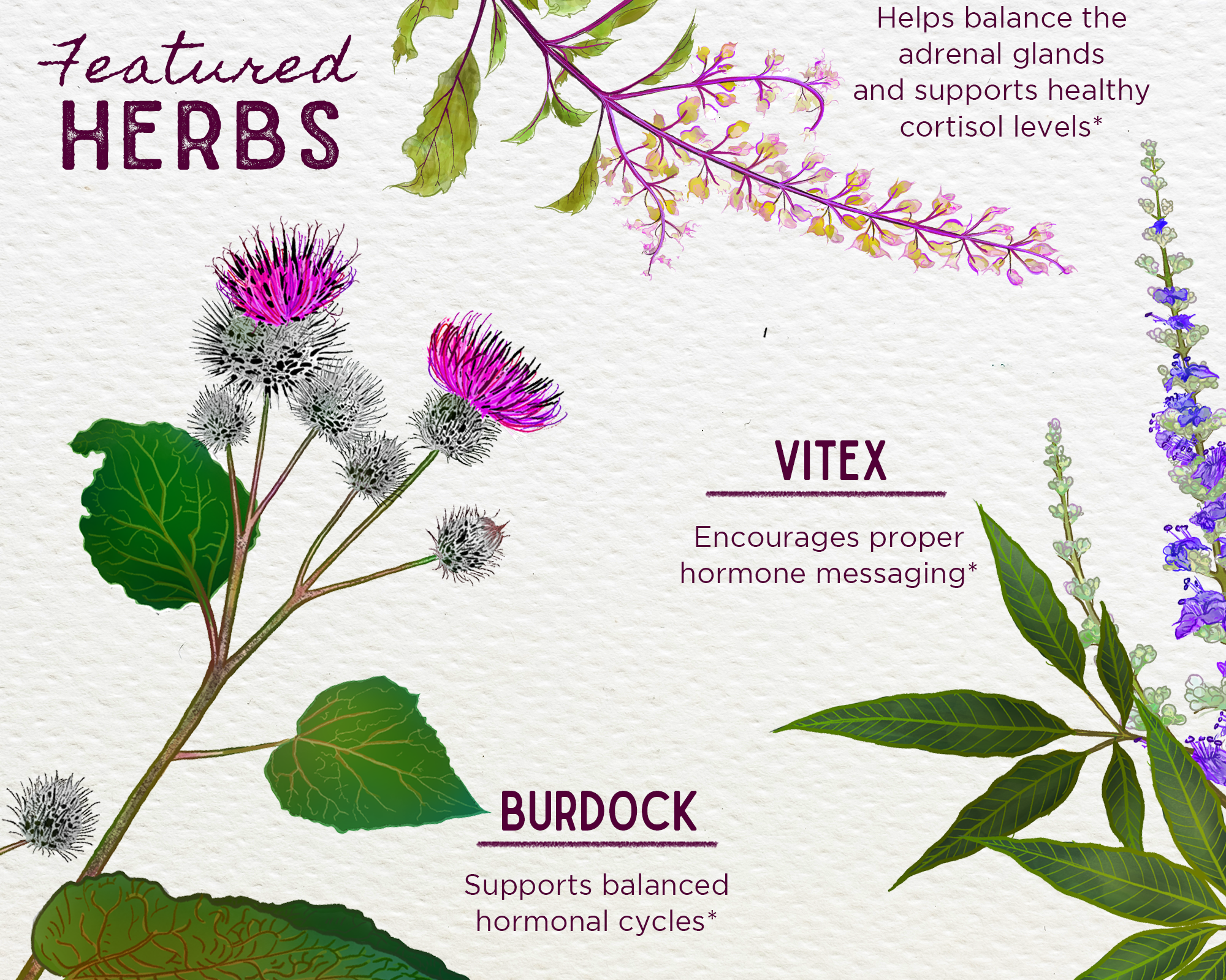 Hot Flash Tamer, Daily Regulator features illustrated herbs—holy basil (adrenal balance), vitex (hormone balance), and burdock (hormonal cycles)—with names and benefits labeled. Menopause support disclaimer appears at the bottom.