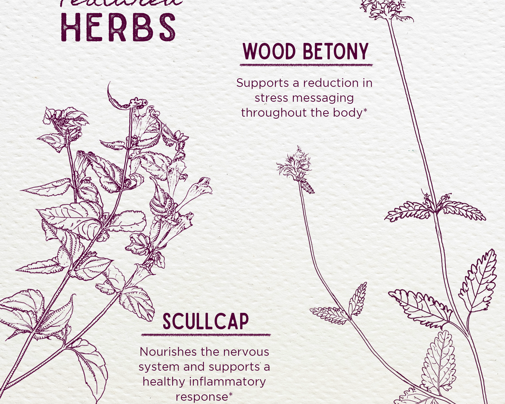 Serious Relaxer & Muscle Tension features illustrated Wood Betony and Scullcap: Wood Betony supports stress relief, while Scullcap nourishes the nervous system, aids healthy inflammation response, and helps relieve muscle tension.