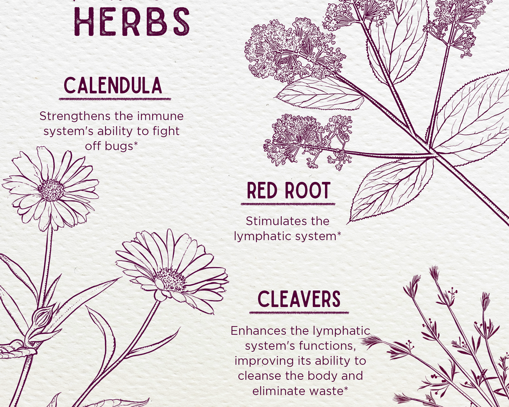 Lymph Mover, Immune Strength features calendula (immune support), red root (lymphatic boost), and cleavers (detox and waste removal) for holistic wellness.