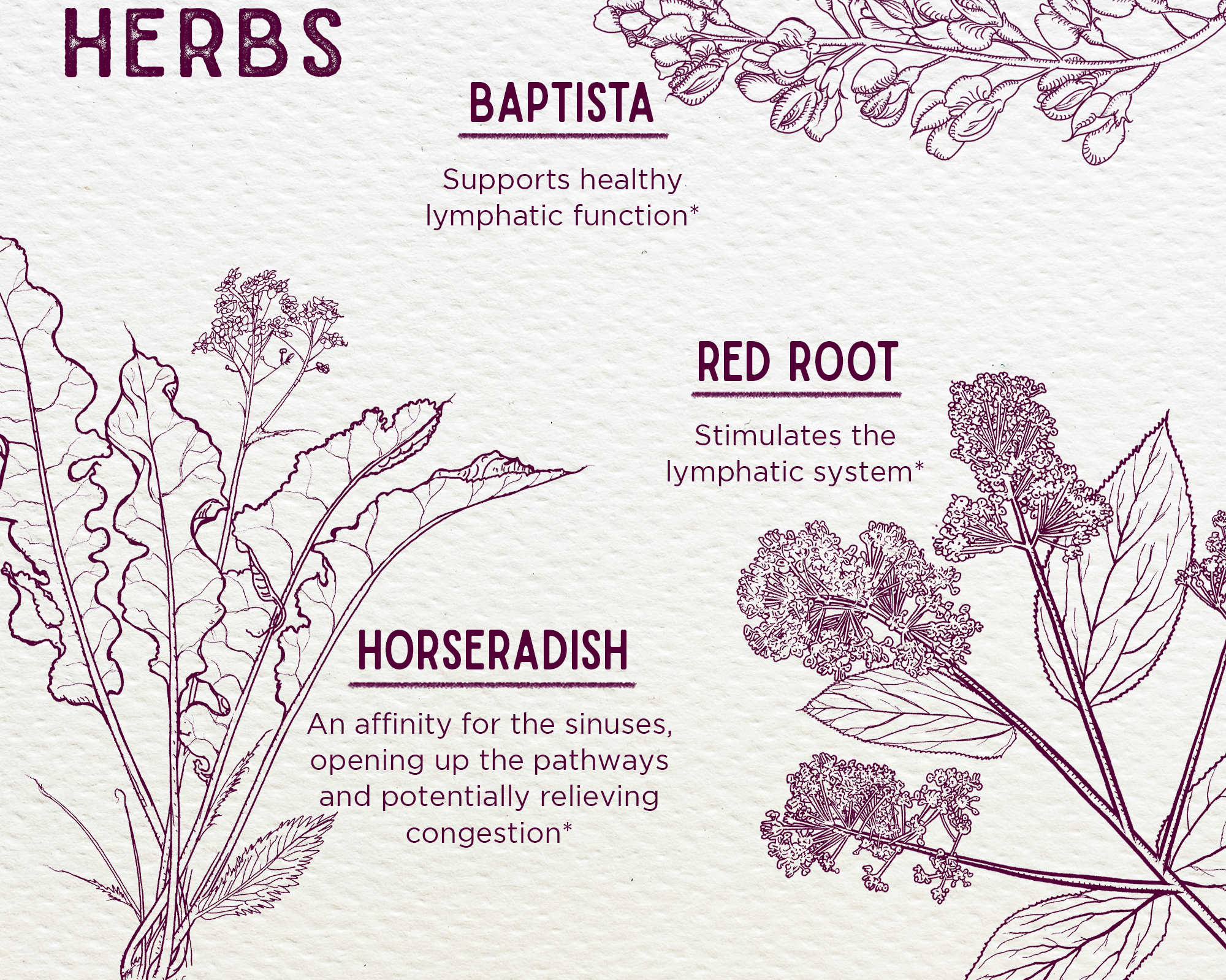 Kick-Ass Sinus, Move & Soothe features illustrated herbs for respiratory health: Baptista (supports healthy lymphatic function), Red Root (stimulates the lymphatic system), and Horseradish (aids sinuses, relieves congestion).