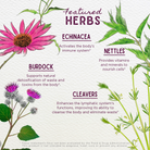 An illustrated chart titled Featured Herbs displays echinacea, nettles, burdock, and cleavers—key ingredients in Daily Immune Builder—with their potential health benefits described and an FDA disclaimer provided.
