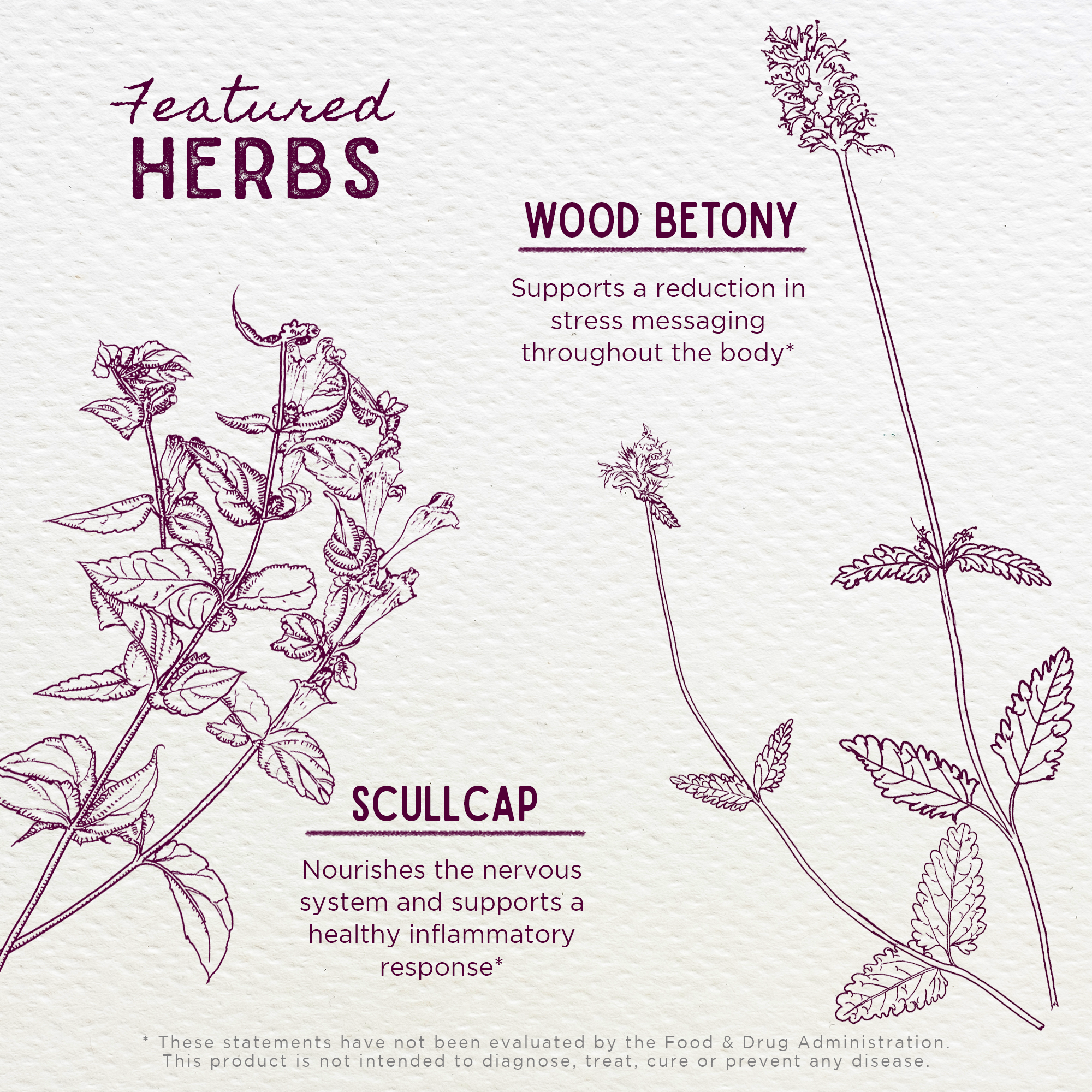 Serious Relaxer & Muscle Tension features illustrated Wood Betony and Scullcap: Wood Betony supports stress relief, while Scullcap nourishes the nervous system, aids healthy inflammation response, and helps relieve muscle tension.