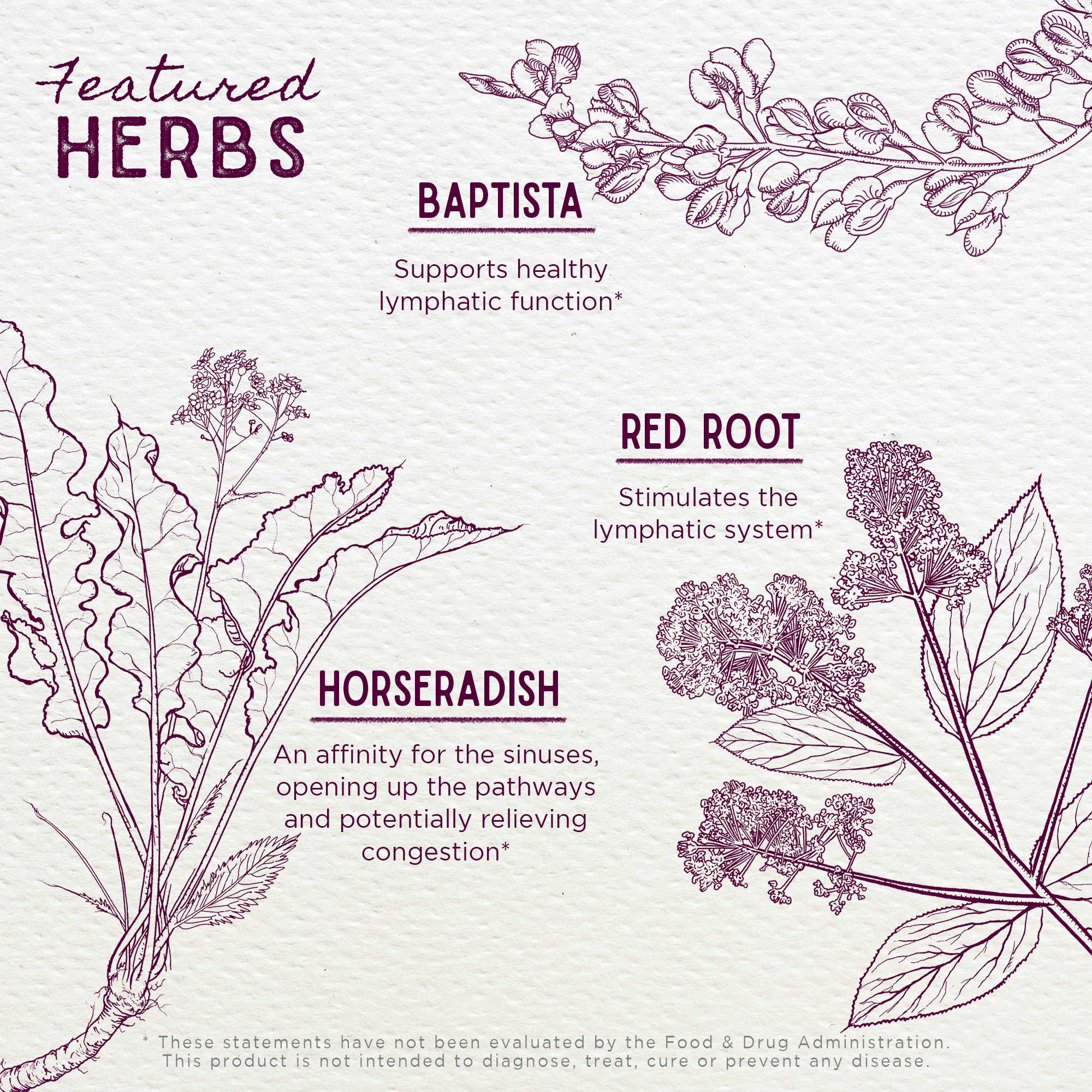 Kick-Ass Sinus, Move & Soothe features illustrated herbs for respiratory health: Baptista (supports healthy lymphatic function), Red Root (stimulates the lymphatic system), and Horseradish (aids sinuses, relieves congestion).