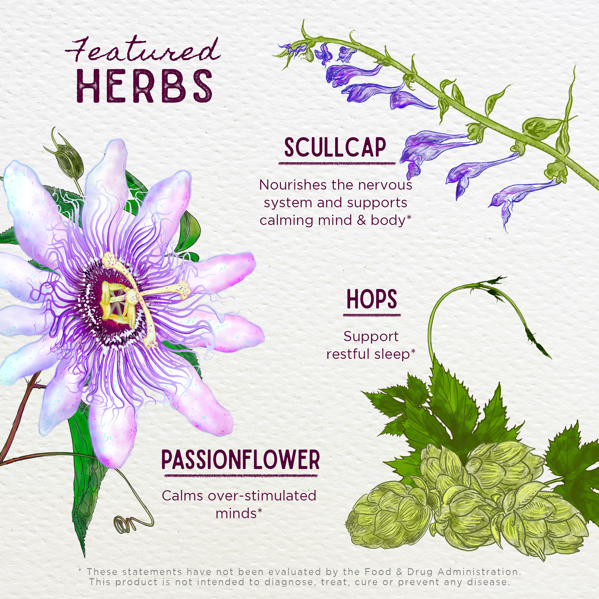 Illustration of three featured herbs in Sleepy Nights & Fresh Mornings: scullcap (nourishes the nervous system), hops cones (natural sleep aid for restful sleep), and passionflower (calms over-stimulated minds).